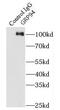 Heat Shock Protein 90 Beta Family Member 1 antibody, FNab03664, FineTest, Immunoprecipitation image 