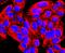 Matrix Metallopeptidase 13 antibody, A00420-1, Boster Biological Technology, Immunocytochemistry image 