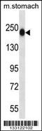 Tenascin N antibody, 57-160, ProSci, Western Blot image 