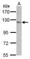 Contactin-5 antibody, LS-C155655, Lifespan Biosciences, Western Blot image 