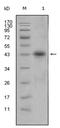 Apolipoprotein L1 antibody, AM06309SU-N, Origene, Western Blot image 