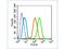 Neuroligin 1 antibody, GTX51022, GeneTex, Flow Cytometry image 