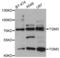 Transglutaminase 3 antibody, TA332965, Origene, Western Blot image 