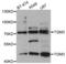 Transglutaminase-3 antibody, TA332965, Origene, Western Blot image 