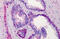 SERPINC1 antibody, MBS245787, MyBioSource, Immunohistochemistry frozen image 