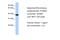 Paired Box 2 antibody, 31-206, ProSci, Western Blot image 