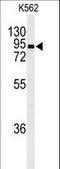 EF-Hand Domain Containing 2 antibody, LS-C167647, Lifespan Biosciences, Western Blot image 