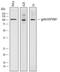 Heat Shock Protein 90 Beta Family Member 1 antibody, AF7606, R&D Systems, Western Blot image 