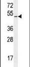 Chordin Like 1 antibody, PA5-24162, Invitrogen Antibodies, Western Blot image 