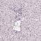 Carbohydrate Sulfotransferase 4 antibody, NBP1-91748, Novus Biologicals, Immunohistochemistry paraffin image 