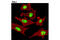 PCNA antibody, 13110T, Cell Signaling Technology, Immunocytochemistry image 