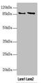 JNK MAP kinase scaffold protein 2 antibody, LS-C676021, Lifespan Biosciences, Western Blot image 