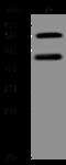 GFAP antibody, 206202-T40, Sino Biological, Western Blot image 