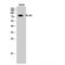 X-Ray Repair Cross Complementing 5 antibody, LS-C384300, Lifespan Biosciences, Western Blot image 