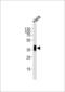 Folate Receptor Alpha antibody, LS-B13451, Lifespan Biosciences, Western Blot image 