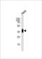 FOLR1 antibody, LS-B13451, Lifespan Biosciences, Western Blot image 