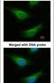 FA Complementation Group C antibody, PA5-21315, Invitrogen Antibodies, Immunofluorescence image 