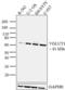 Solute Carrier Family 17 Member 7 antibody, 48-2400, Invitrogen Antibodies, Western Blot image 