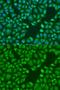 Trinucleotide Repeat Containing Adaptor 6A antibody, GTX33551, GeneTex, Immunofluorescence image 