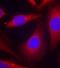 Nuclear Factor Kappa B Subunit 1 antibody, orb14685, Biorbyt, Immunocytochemistry image 