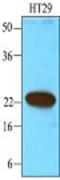Calcium And Integrin Binding 1 antibody, NBP1-04279, Novus Biologicals, Western Blot image 