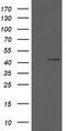 MEK1/2 antibody, CF506014, Origene, Western Blot image 