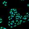 Autophagy Related 12 antibody, orb377196, Biorbyt, Immunofluorescence image 