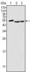 Protein Tyrosine Kinase 6 antibody, M01881, Boster Biological Technology, Western Blot image 