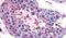 Bestrophin 2 antibody, PA5-33363, Invitrogen Antibodies, Immunohistochemistry frozen image 