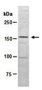 N-Myc Downstream Regulated 1 antibody, orb67149, Biorbyt, Western Blot image 