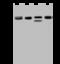 FKBP Prolyl Isomerase 5 antibody, GTX02199, GeneTex, Western Blot image 