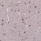 Torsin-4A antibody, PA5-60865, Invitrogen Antibodies, Immunohistochemistry frozen image 