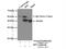 RP2 Activator Of ARL3 GTPase antibody, 14151-1-AP, Proteintech Group, Immunoprecipitation image 