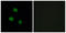 Heterogeneous Nuclear Ribonucleoprotein M antibody, LS-C118926, Lifespan Biosciences, Immunofluorescence image 