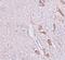Leucine Rich Repeat Transmembrane Neuronal 1 antibody, LS-C144315, Lifespan Biosciences, Immunohistochemistry paraffin image 