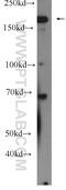 Ras GTPase-activating-like protein IQGAP2 antibody, 55189-1-AP, Proteintech Group, Western Blot image 