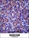 GSG1 Like antibody, 57-201, ProSci, Immunohistochemistry frozen image 