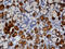 Transcobalamin 1 antibody, LS-C133957, Lifespan Biosciences, Immunohistochemistry paraffin image 