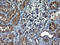 Methyltransferase Like 25 antibody, LS-C338470, Lifespan Biosciences, Immunohistochemistry paraffin image 