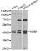 Nuclear distribution protein nudE homolog 1 antibody, LS-C749147, Lifespan Biosciences, Western Blot image 