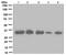 Insulin Like Growth Factor Binding Protein 2 antibody, ab109284, Abcam, Western Blot image 