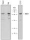 Methyl-CpG Binding Domain 4, DNA Glycosylase antibody, AF5935, R&D Systems, Western Blot image 
