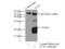 Neuronal Calcium Sensor 1 antibody, 10506-2-AP, Proteintech Group, Immunoprecipitation image 