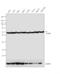 Protein Disulfide Isomerase Family A Member 6 antibody, GTX11432, GeneTex, Western Blot image 