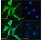 Galectin 3 antibody, 43-637, ProSci, Enzyme Linked Immunosorbent Assay image 