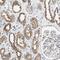 LPS Responsive Beige-Like Anchor Protein antibody, HPA019366, Atlas Antibodies, Immunohistochemistry paraffin image 