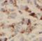 USO1 Vesicle Transport Factor antibody, FNab06058, FineTest, Immunohistochemistry frozen image 