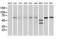 Beclin 1 antibody, LS-C172744, Lifespan Biosciences, Western Blot image 