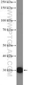 Nicotinamide N-Methyltransferase antibody, 15123-1-AP, Proteintech Group, Western Blot image 
