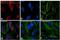 Mouse IgG2a antibody, A-21135, Invitrogen Antibodies, Immunofluorescence image 